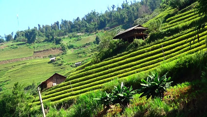 Ruộng Bậc Thang Mù Cang Chải